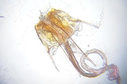 Réf. 346 110 : Coleophora atriplicis